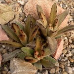 Kalanchoe tomentosa chocolate soldier