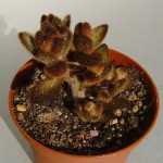 Kalanchoe tomentosa chocolate soldier