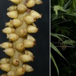 Linospadix minor - flowers and fruits