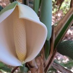 Monstera deliciosa - flower and fruits