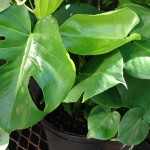 Monstera deliciosa - new plant