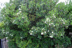 Myrtus communis