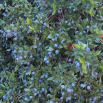 Myrtus communis - berries