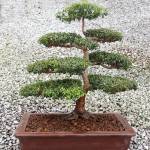 Myrtus communis - bonsai