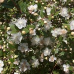 Myrtus communis