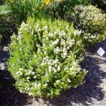 Myrtus communis tarentina