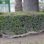 Myrtus communis trimmed