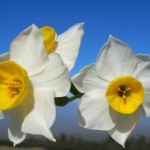 Narcissus tazetta -flowers