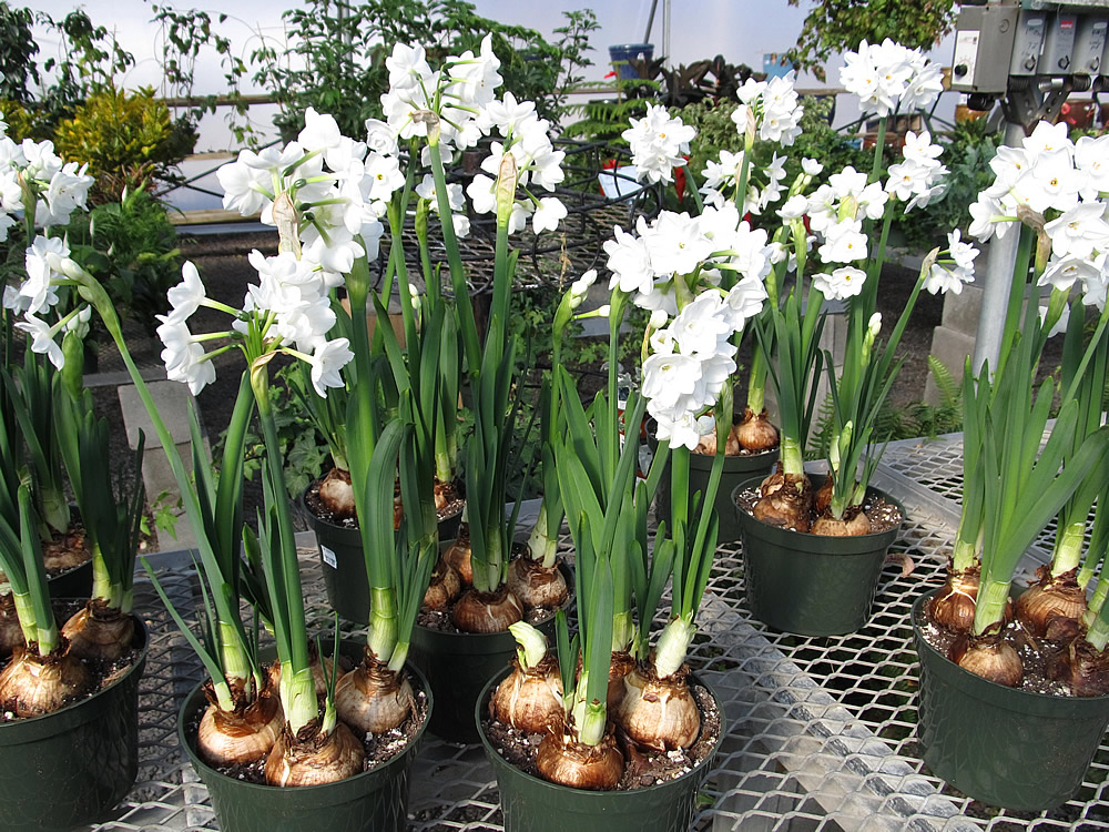 Plants amp; Flowers » Narcissus canaliculatus