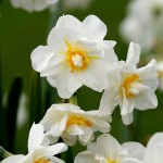 Narcissus tazetta Cheerfulness