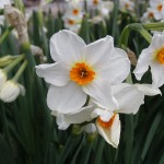 Narcissus tazetta Cragford