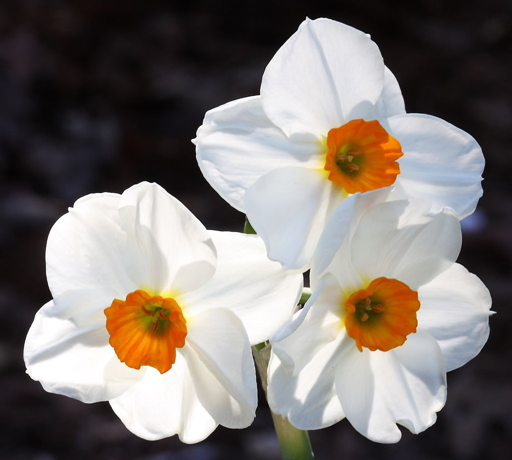 Plants amp; Flowers » Narcissus canaliculatus