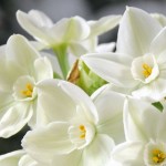 Narcissus tazetta Paperwhite