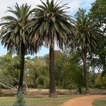 Phoenix canariensis