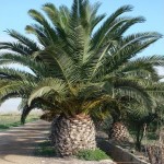 Phoenix canariensis 