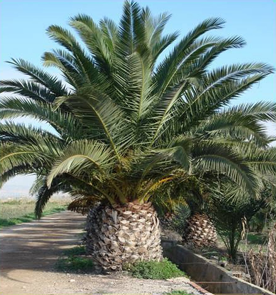 Plants & Flowers » Canary Date Palm