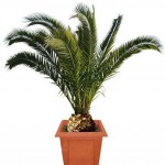 Phoenix canariensis 