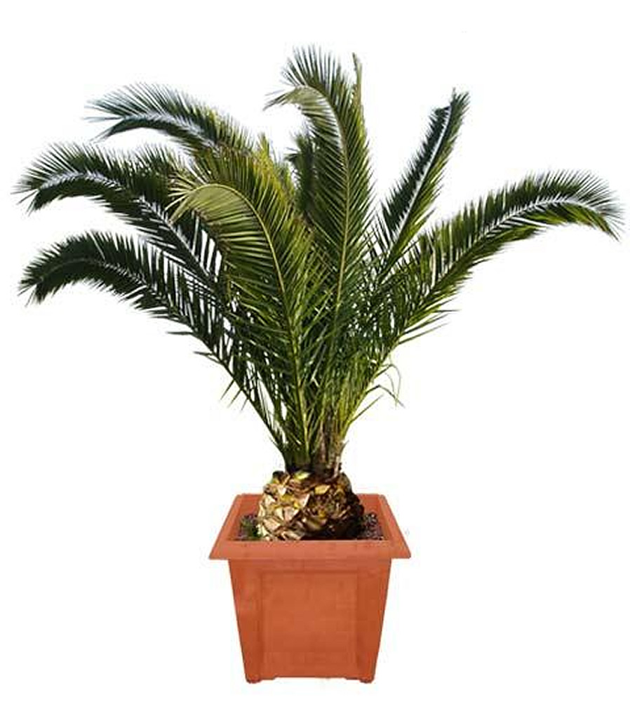 Watering Outdoor Date Palms 58
