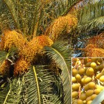 Phoenix canariensis - seed