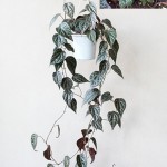 Piper crocatum - indoor display