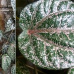 Piper crocatum - leaves