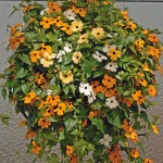 Thunbergia alata 