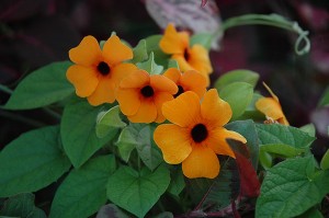 Thunbergia alata