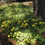 Thunbergia alata