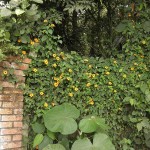 Thunbergia alata