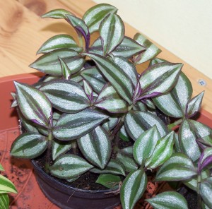 Tradescantia zebrina