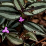 Tradescantia zebrina flowers