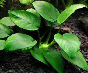 Anubias barteri