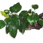 Anubias barteri 