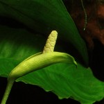 Anubias barteri - flower