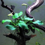 Anubias barteri nana