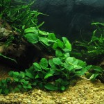 Anubias barteri var. caladiifolia