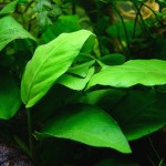 Anubias barteri var. glabra