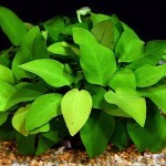 Anubias barteri var. nana gold