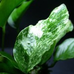 Anubias barteria var. nana marble