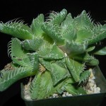 Faucaria tigrina