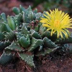 Faucaria tigrina