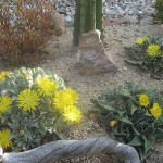 Faucaria tigrina