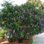 Tibouchina urvilleana 