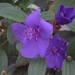 Tibouchina urvilleana 