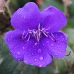 Tibouchina urvilleana - Flower