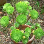 Aeonium arboreum