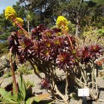 Aeonium arboreum var. atropurpureum