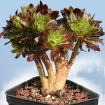 Aeonium arboreum var. atropurpureum forma cristata