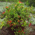 Aeschynanthus speciosus