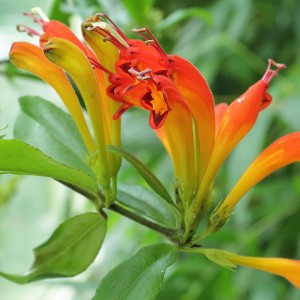 Aeschynanthus speciosus